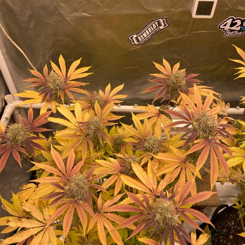 Gorilla Zkittlez growlog timeline photo