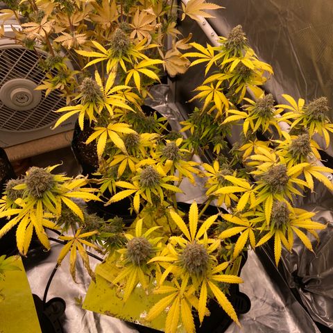 Gorilla Zkittlez growlog timeline photo