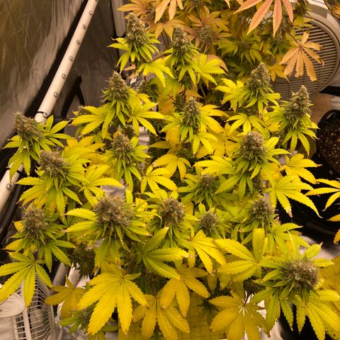 Gorilla Zkittlez growlog timeline photo