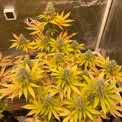 Gorilla Zkittlez growlog timeline photo