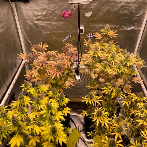 Gorilla Zkittlez growlog timeline photo