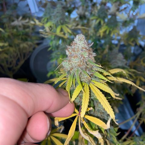 Gorilla Zkittlez growlog timeline photo