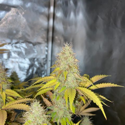 Gorilla Zkittlez growlog timeline photo