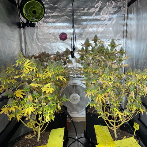 Gorilla Zkittlez growlog timeline photo