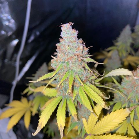Gorilla Zkittlez growlog timeline photo