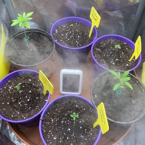 Pineapple Uspidedown Cake growlog timeline photo