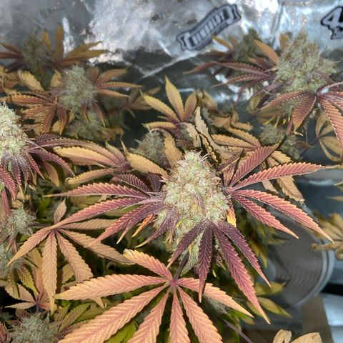 Gorilla Zkittlez growlog timeline photo