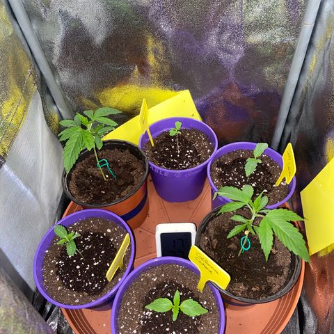 Pineapple Uspidedown Cake growlog timeline photo