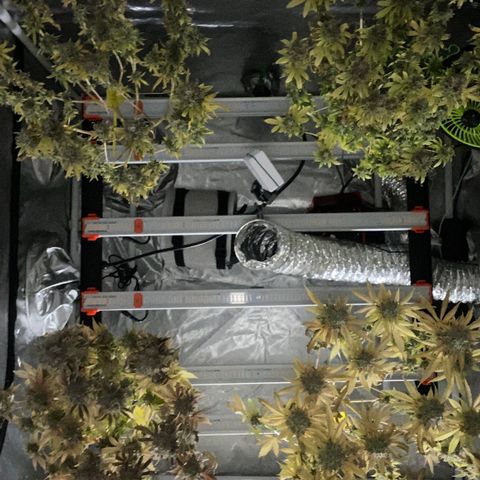 Gorilla Zkittlez growlog timeline photo