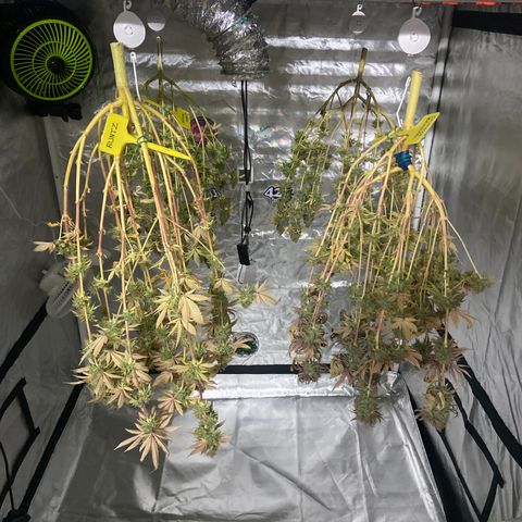Gorilla Zkittlez growlog timeline photo