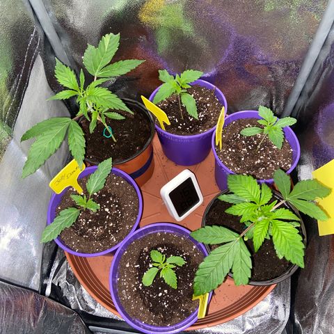 Pineapple Uspidedown Cake growlog timeline photo
