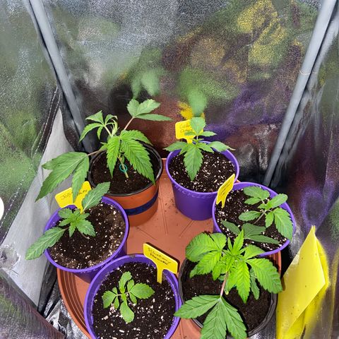 Pineapple Uspidedown Cake growlog timeline photo