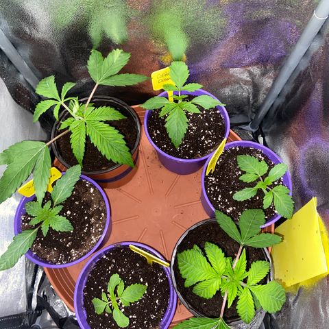 Pineapple Uspidedown Cake growlog timeline photo