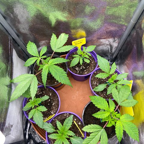 Pineapple Uspidedown Cake growlog timeline photo