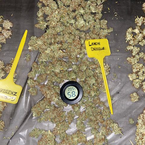 Gorilla Zkittlez growlog timeline photo