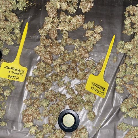 Gorilla Zkittlez growlog timeline photo