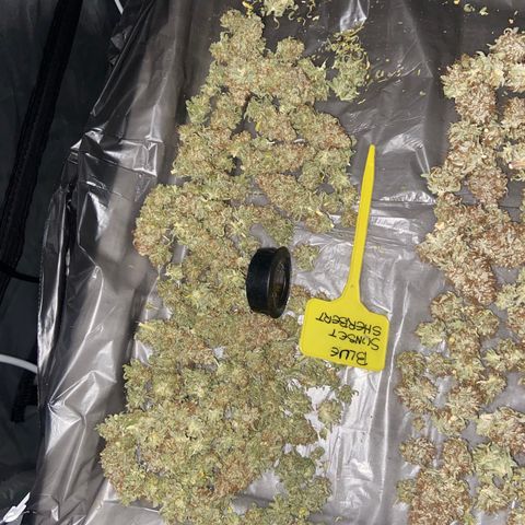 Gorilla Zkittlez growlog timeline photo