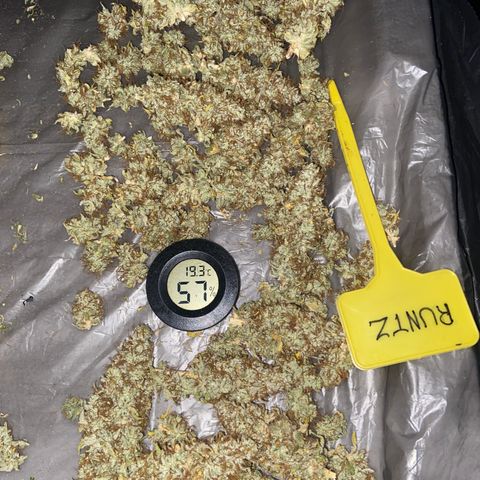 Gorilla Zkittlez growlog timeline photo