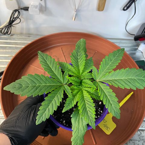 Pineapple Uspidedown Cake growlog timeline photo