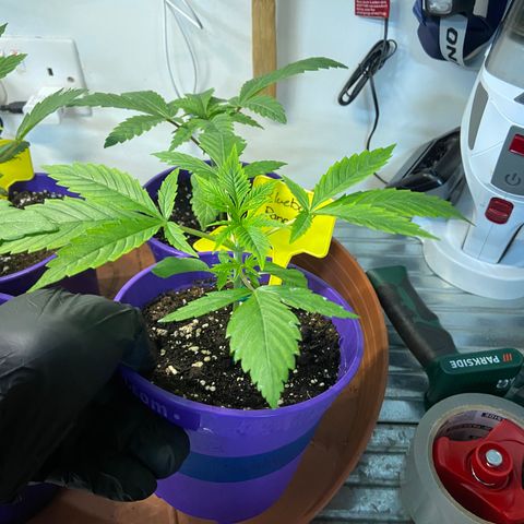 Pineapple Uspidedown Cake growlog timeline photo