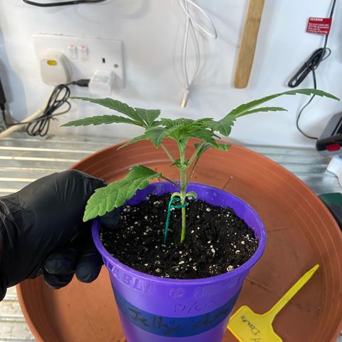 Pineapple Uspidedown Cake growlog timeline photo