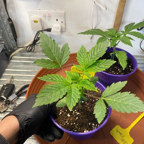 Pineapple Uspidedown Cake growlog timeline photo