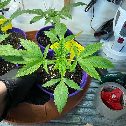 Pineapple Uspidedown Cake growlog timeline photo