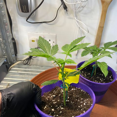 Pineapple Uspidedown Cake growlog timeline photo