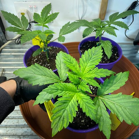 Pineapple Uspidedown Cake growlog timeline photo
