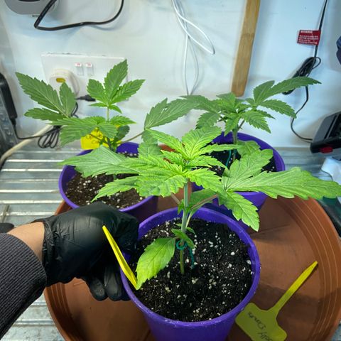Pineapple Uspidedown Cake growlog timeline photo