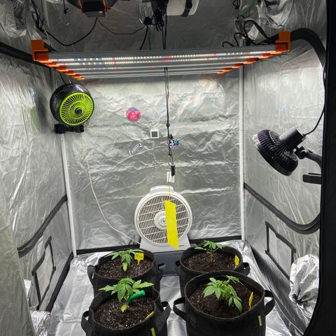 Pineapple Uspidedown Cake growlog timeline photo
