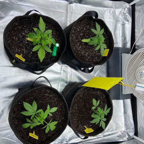 Pineapple Uspidedown Cake growlog timeline photo