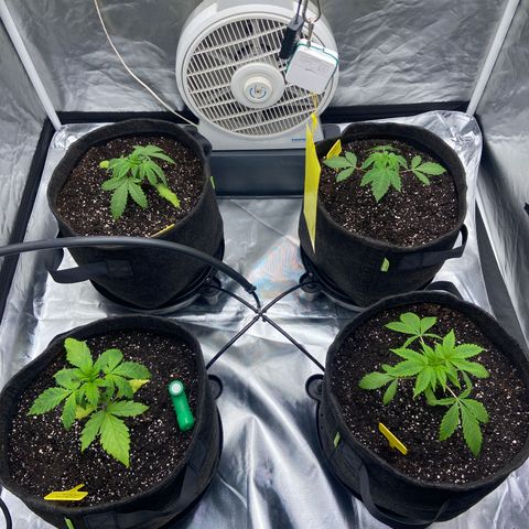 Pineapple Uspidedown Cake growlog timeline photo