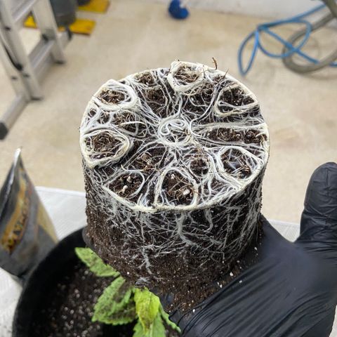 Pineapple Uspidedown Cake growlog timeline photo