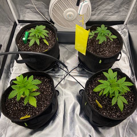 Pineapple Uspidedown Cake growlog timeline photo
