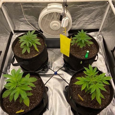 Pineapple Uspidedown Cake growlog timeline photo