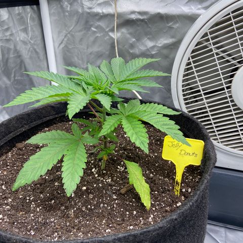 Pineapple Uspidedown Cake growlog timeline photo