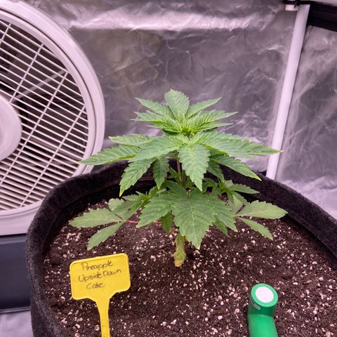 Pineapple Uspidedown Cake growlog timeline photo