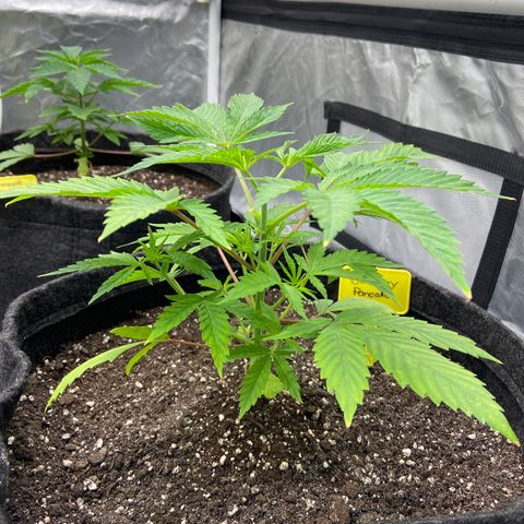 California Octane growlog timeline photo