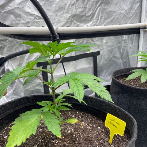 California Octane growlog timeline photo
