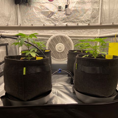 Pineapple Uspidedown Cake growlog timeline photo