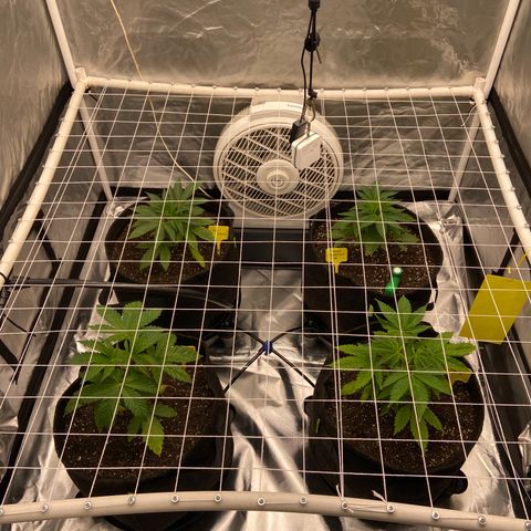 Pineapple Uspidedown Cake growlog timeline photo