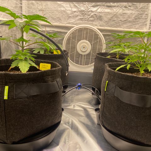 Pineapple Uspidedown Cake growlog timeline photo
