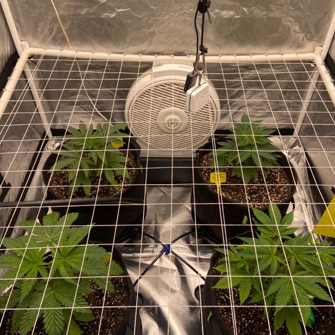 Pineapple Uspidedown Cake growlog timeline photo