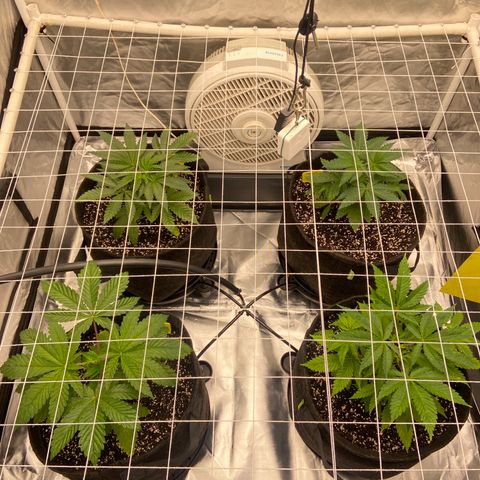 Pineapple Uspidedown Cake growlog timeline photo