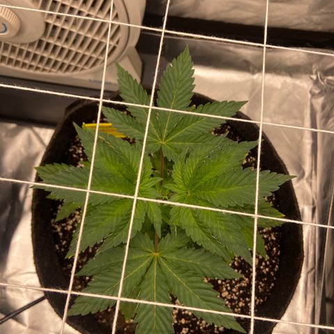 Pineapple Uspidedown Cake growlog timeline photo