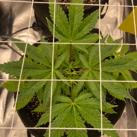 Pineapple Uspidedown Cake growlog timeline photo