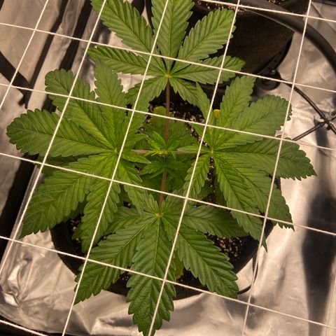 Pineapple Uspidedown Cake growlog timeline photo