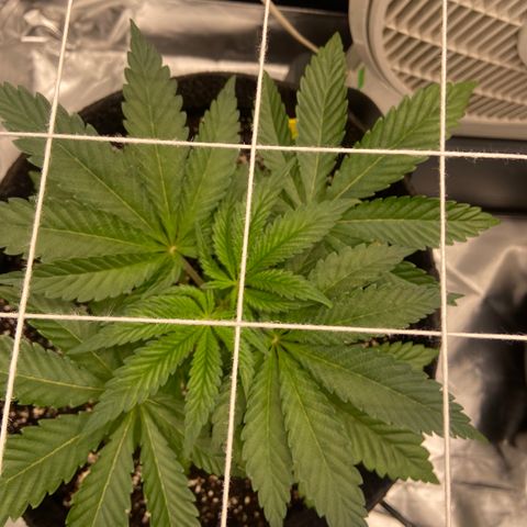 Pineapple Uspidedown Cake growlog timeline photo