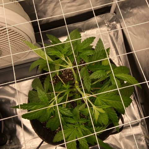 Pineapple Uspidedown Cake growlog timeline photo